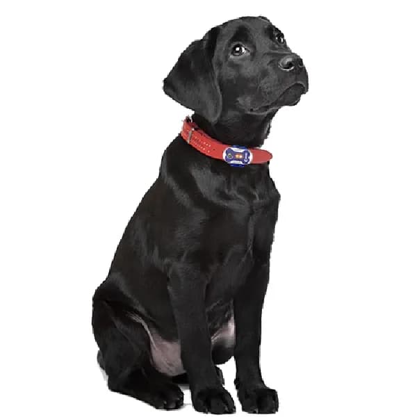 LunaSafe Anti Drown Wireless Pet Safety Pool Alarm Collar